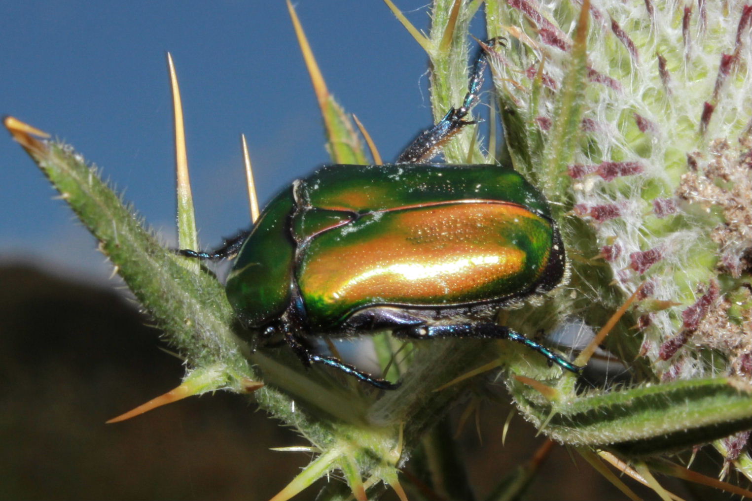 Cetoniidae da determinare:  Protaetia cuprea cuprea